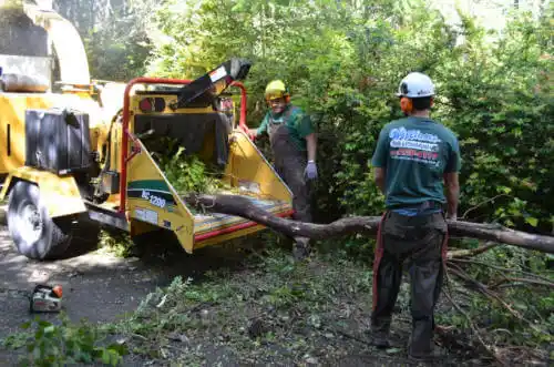 tree services Bodega